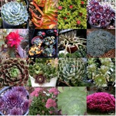 Plantinspirations Online Nursery - Dwarf Varieties
